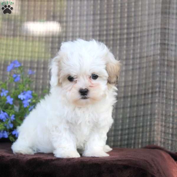 Gracie, Shih-Poo Puppy