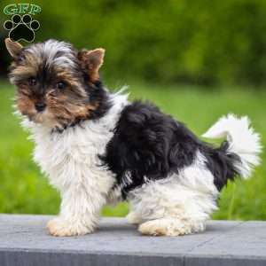 Gracie, Biewer Terrier Puppy