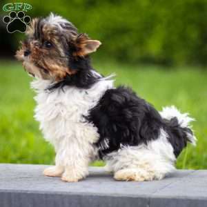 Gracie, Biewer Terrier Puppy