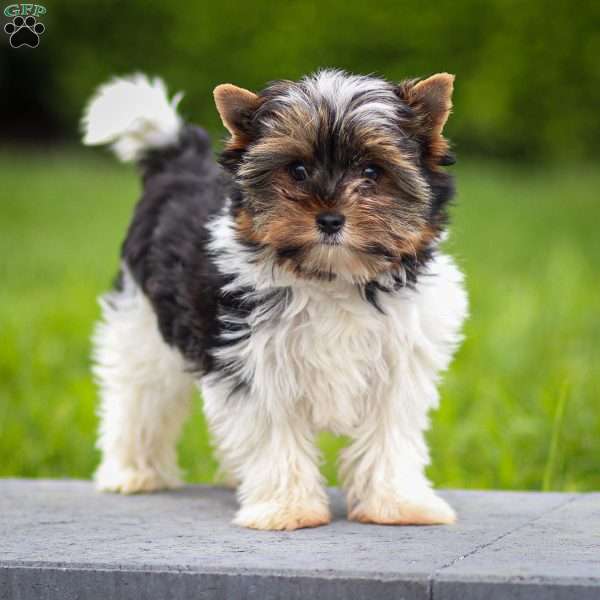 Gracie, Biewer Terrier Puppy