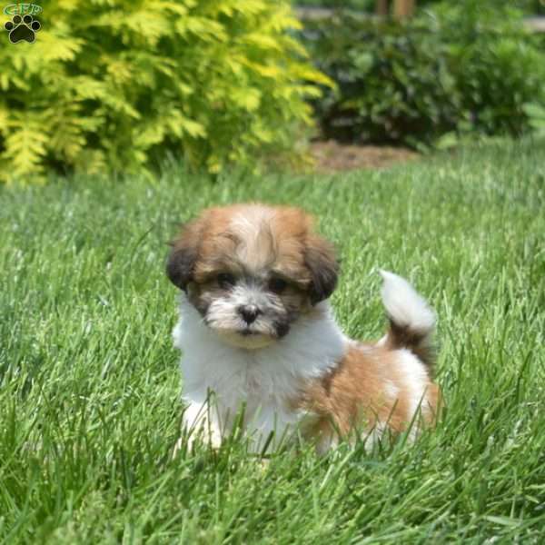 Graham – Tiny, Teddy Bear Puppy