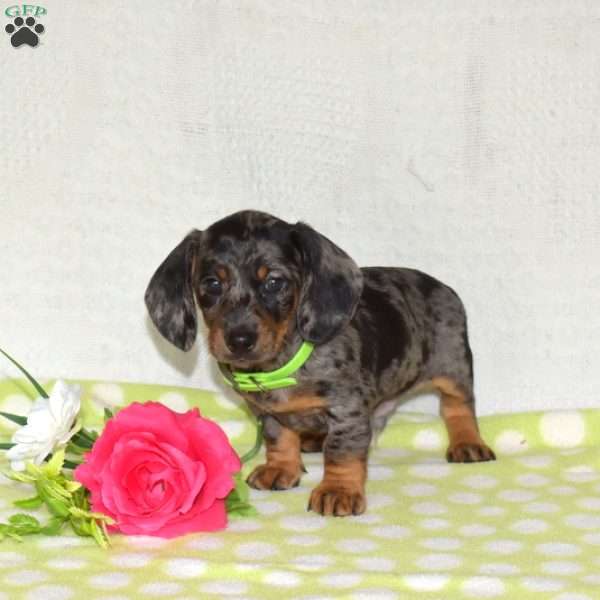 Granger – Mini, Dachshund Puppy