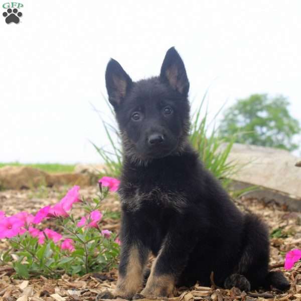 Grant, German Shepherd Puppy