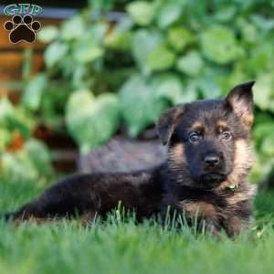 Captain, German Shepherd Puppy