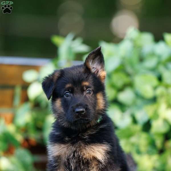 Captain, German Shepherd Puppy