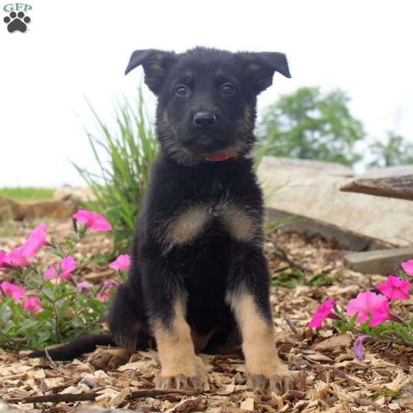 Greg, German Shepherd Puppy