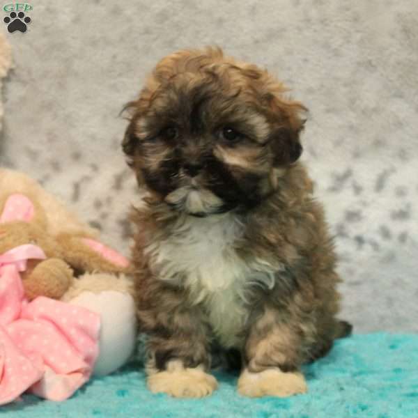 Greg, Teddy Bear Puppy