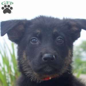 Greg, German Shepherd Puppy
