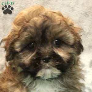 Greg, Teddy Bear Puppy