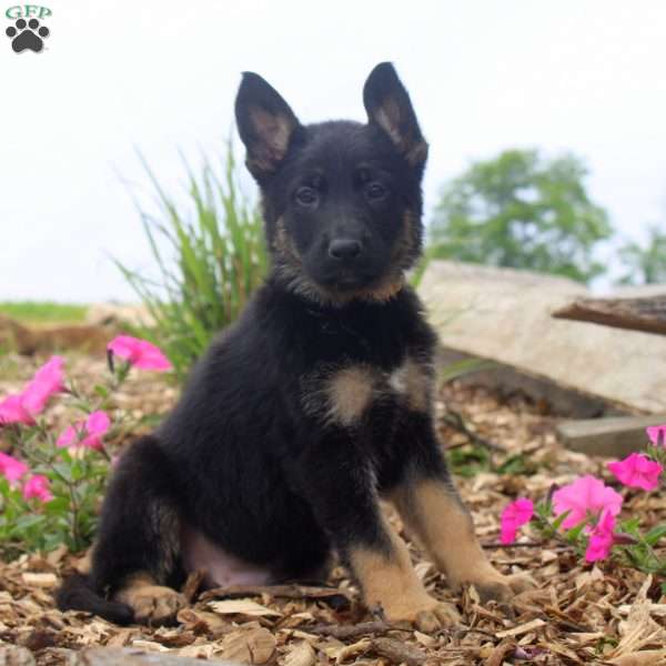 Griffin, German Shepherd Puppy