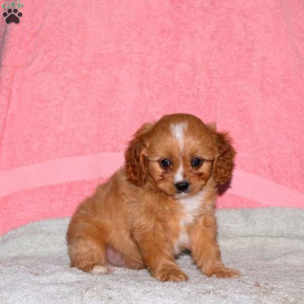 Griffin, Cavalier King Charles Mix Puppy