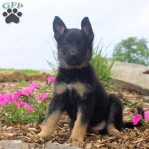 Griffin, German Shepherd Puppy