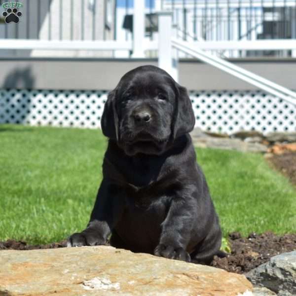 Grizzly, Black Labrador Retriever Puppy