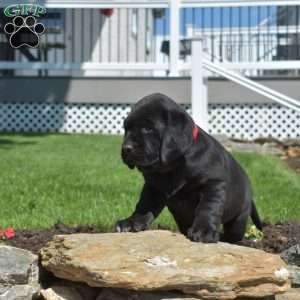 Grizzly, Black Labrador Retriever Puppy