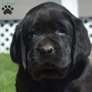 Grizzly, Black Labrador Retriever Puppy
