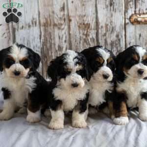 Neil, Mini Bernedoodle Puppy
