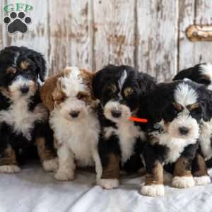 Neil, Mini Bernedoodle Puppy