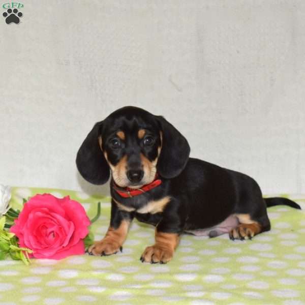 Guinness – Mini, Dachshund Puppy
