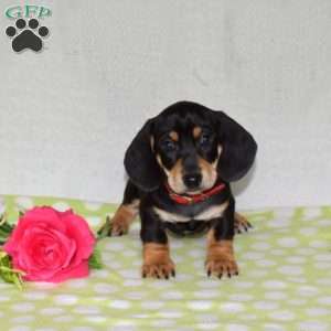 Guinness – Mini, Dachshund Puppy