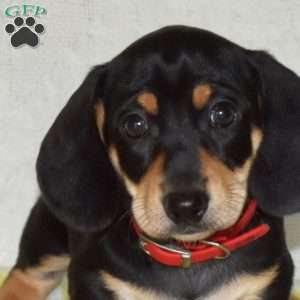 Guinness – Mini, Dachshund Puppy