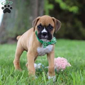 Gunner, Boxer Puppy