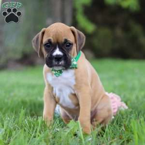 Gunner, Boxer Puppy