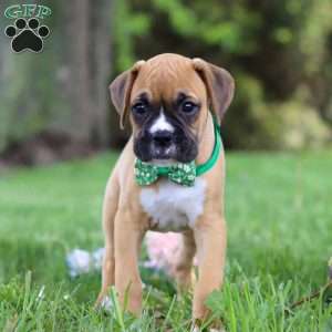 Gunner, Boxer Puppy