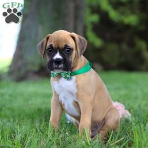 Gunner, Boxer Puppy