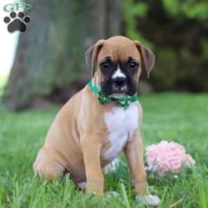 Gunner, Boxer Puppy