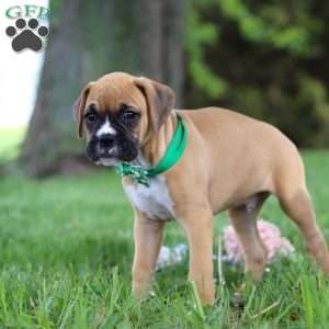 Gunner, Boxer Puppy