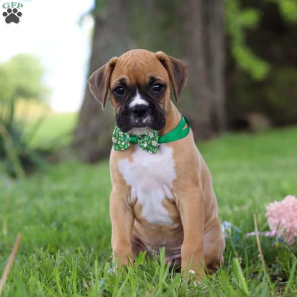Gunner, Boxer Puppy