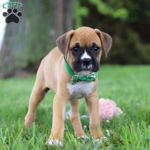 Gunner, Boxer Puppy