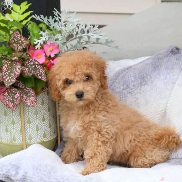 Gus, Maltipoo Puppy