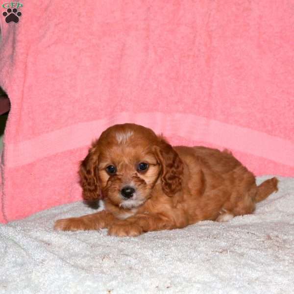 Gus, Cavalier King Charles Mix Puppy