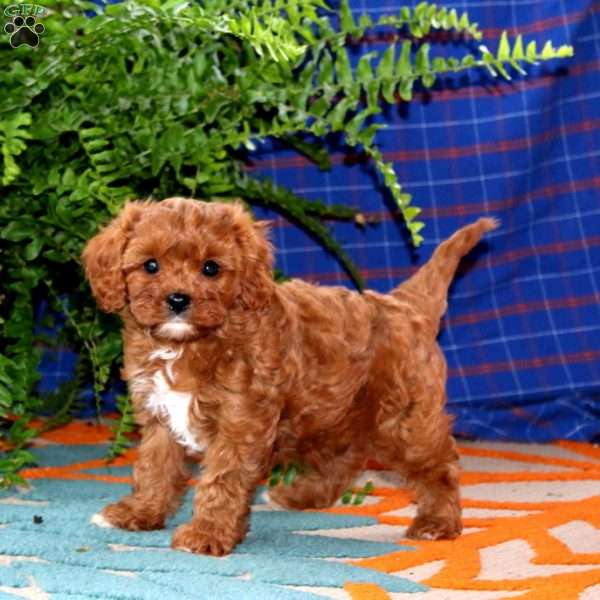 Gus, Cavapoo Puppy