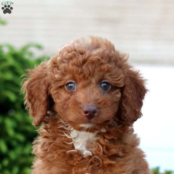 Gus, Miniature Poodle Puppy