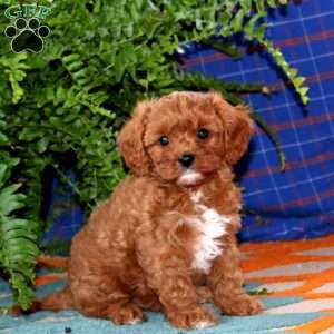 Gus, Cavapoo Puppy