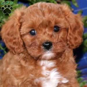 Gus, Cavapoo Puppy