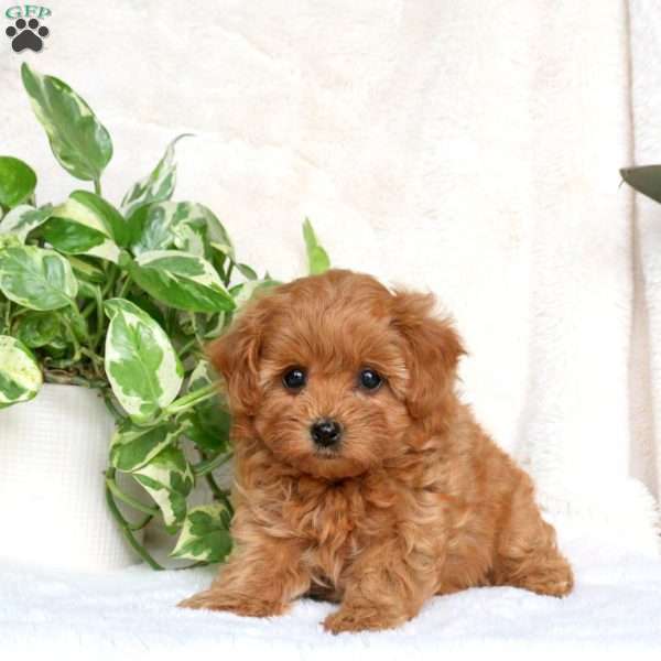 Gwen, Maltipoo Puppy
