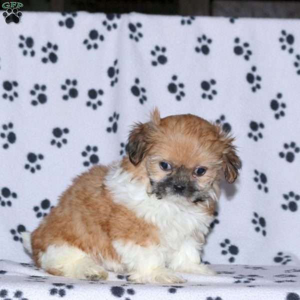 Gwen, Shih Tzu Puppy