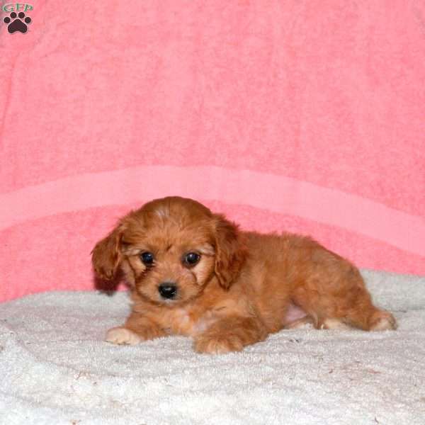Gwen, Cavalier King Charles Mix Puppy