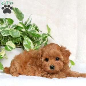 Gwen, Maltipoo Puppy