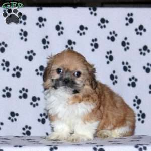 Gwen, Shih Tzu Puppy