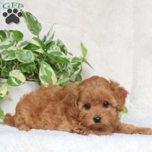 Gwen, Maltipoo Puppy