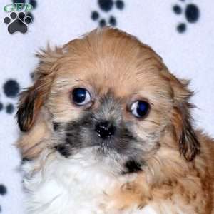 Gwen, Shih Tzu Puppy