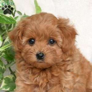 Gwen, Maltipoo Puppy