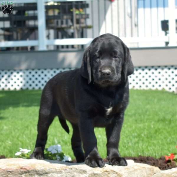 Gypsy, Black Labrador Retriever Puppy