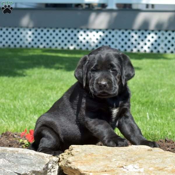 Gypsy, Black Labrador Retriever Puppy