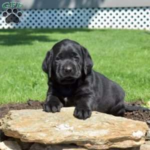 Gypsy, Black Labrador Retriever Puppy