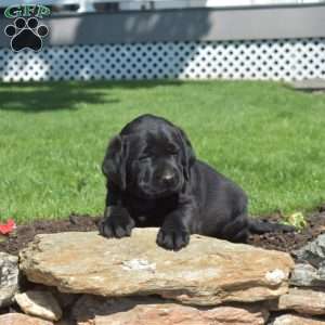 Gypsy, Black Labrador Retriever Puppy